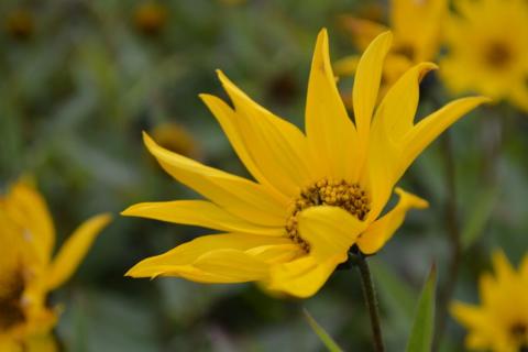 Helianthus atrorubens