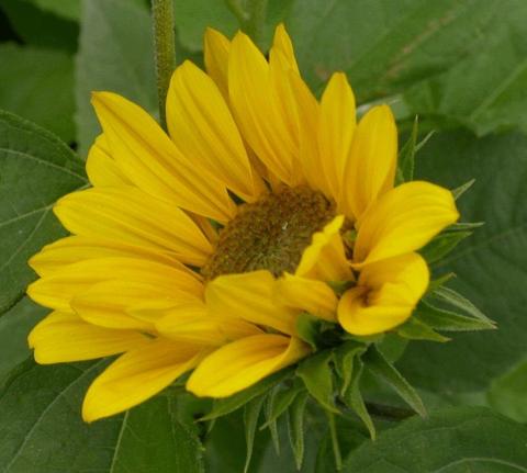 Helianthus decapetalus 'Capenoch Star'