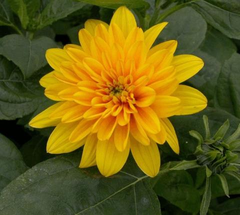 Helianthus decapetalus 'Plenus'