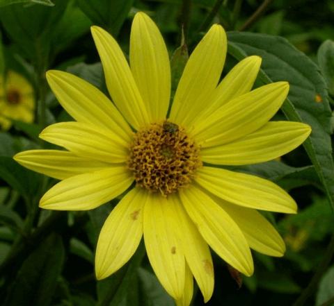 Helianthus hybride 'Lemon Queen'