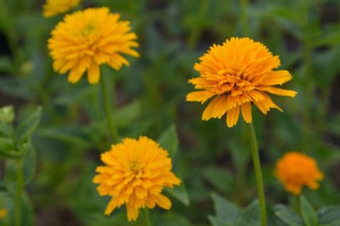 Heliopsis heliantoides 'Asahi'