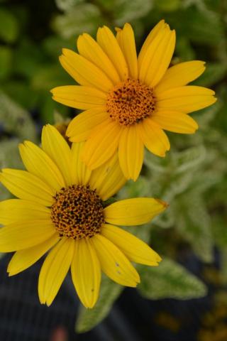 Heliopsis helianthoïdes 'Loraine Sunshine'