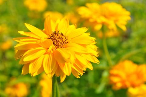 Heliopsis heliantoides 'Sommersonne'