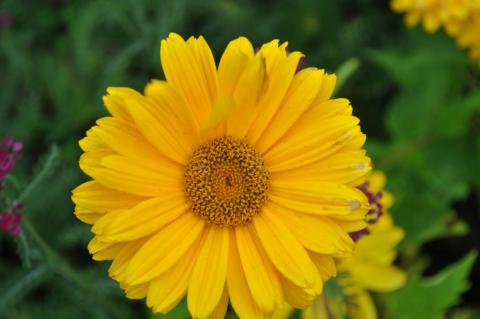 Heliopsis heliantoides 'Venus'