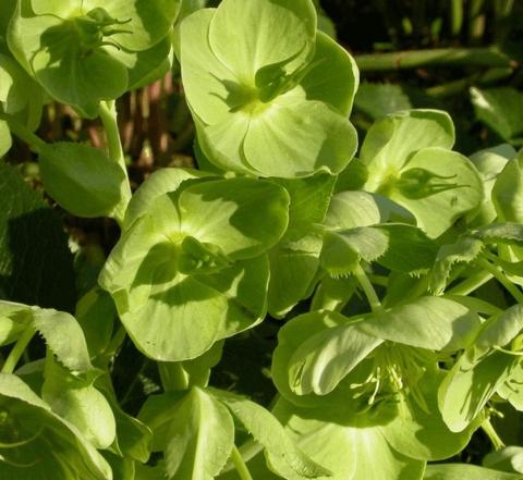 Helleborus argutifolius