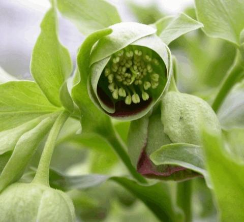 Helleborus foetidus