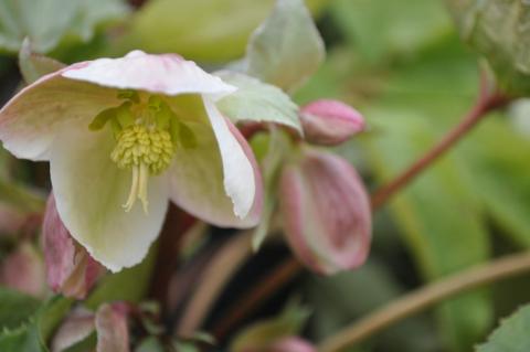 Helleborus nigercors 'Pink Beauty'(PBR) P2L