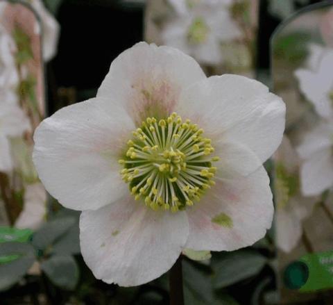 Helleborus niger