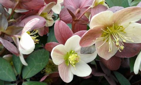 Helleborus nigercors (x) 'Candy Love'(PBR)