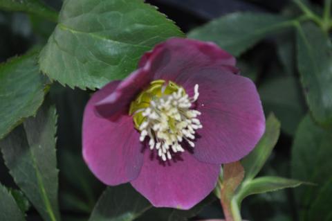 Helleborus orientalis