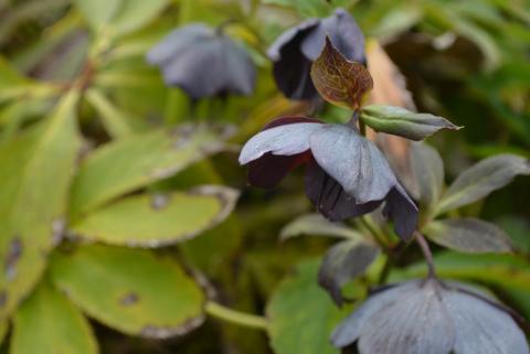 Helleborus orientalis 'Blue Lady'