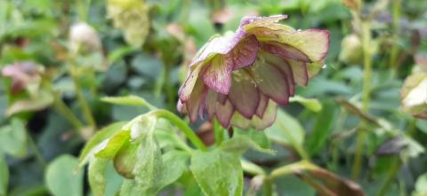 Helleborus orientalis 'Double Green'