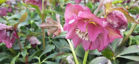Helleborus orientalis 'Double Pink'