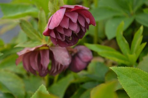 Helleborus orientalis 'Double Red'