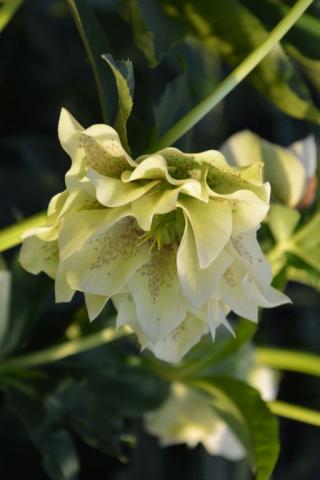 Helleborus orientalis 'Double White'