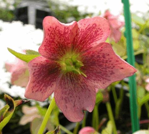 Helleborus orientalis 'Pink Lady'