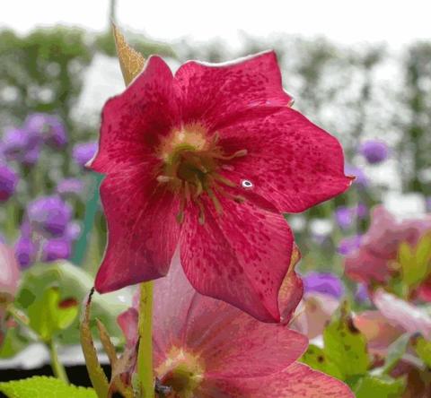 Helleborus orientalis 'Red Lady'