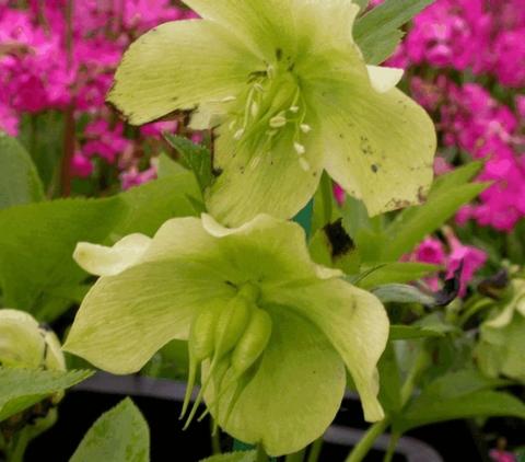 Helleborus orientalis 'White Lady'