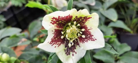 Helleborus orientalis 'White Lady Spotted'