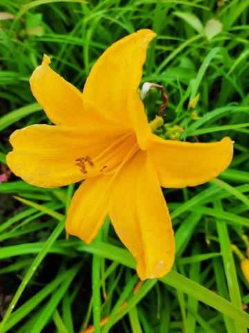 Hemerocallis hybride 'Aten'