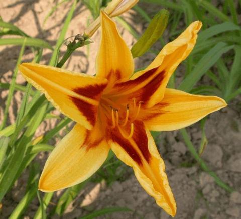 Hemerocallis hybride 'Bonanza'