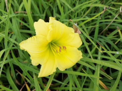 Hemerocallis hybride 'Big Time Happy'