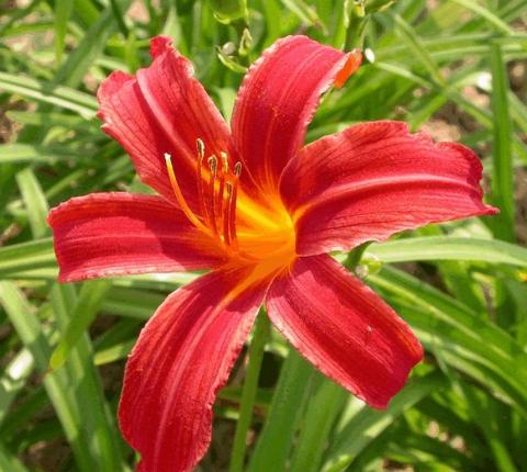 Hemerocallis hybride 'Crimson Pirate'