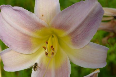 Hemerocallis hybride 'C. Woodbury'