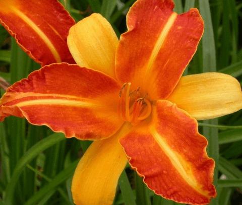 Hemerocallis hybride 'Frans Hals'