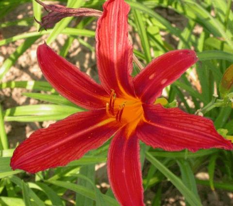 Hemerocallis hybride 'Flaming Sword'