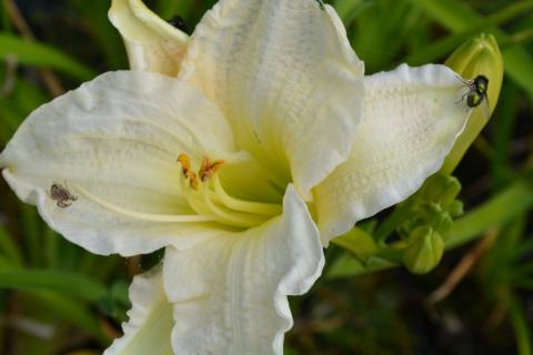 Hemerocallis hybride 'Gentle Sheperd'