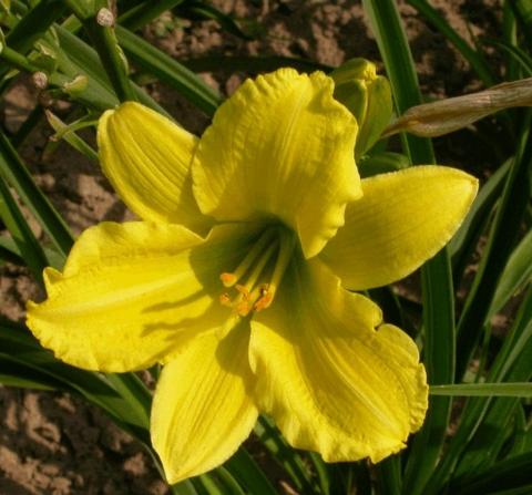 Hemerocallis hybride 'Green Flutter'