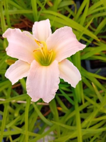 Hemerocallis hybride 'Luxury Lace'