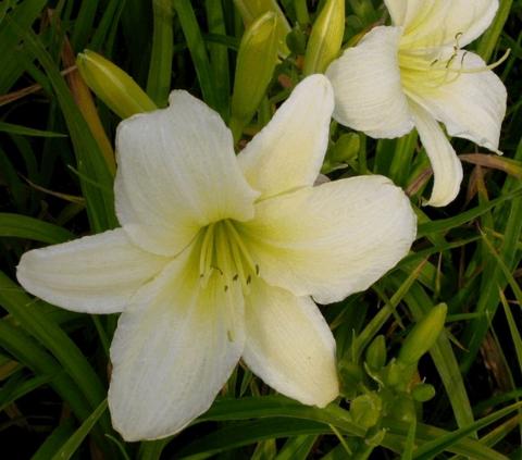 Hemerocallis hybride 'Light The Way'