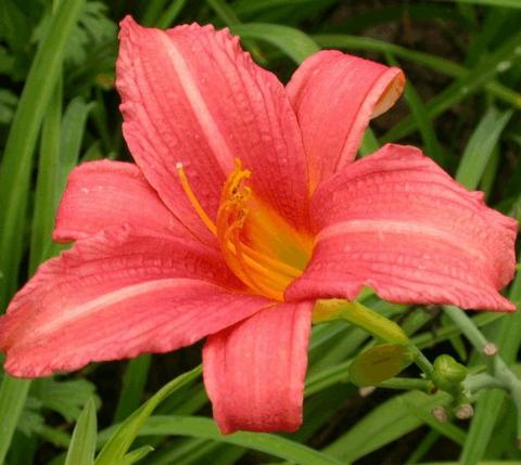 Hemerocallis hybride 'Pink Damask'