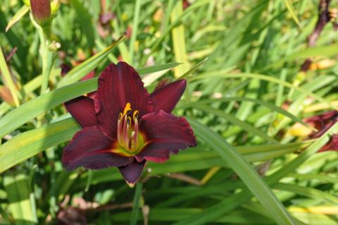 Hemerocallis hybride 'Pardon Me'