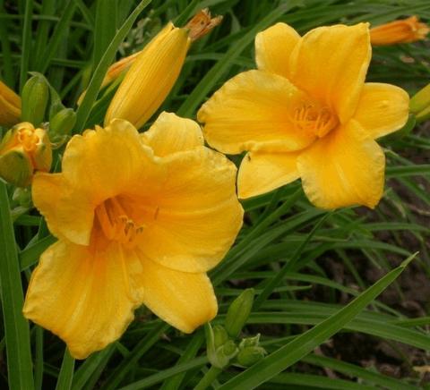 Hemerocallis hybride 'Stella de Oro'