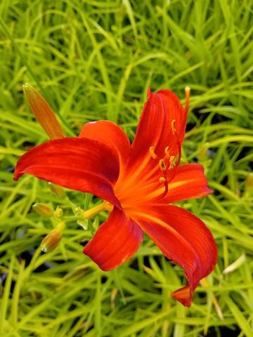 Hemerocallis hybride 'Sammy Russell'