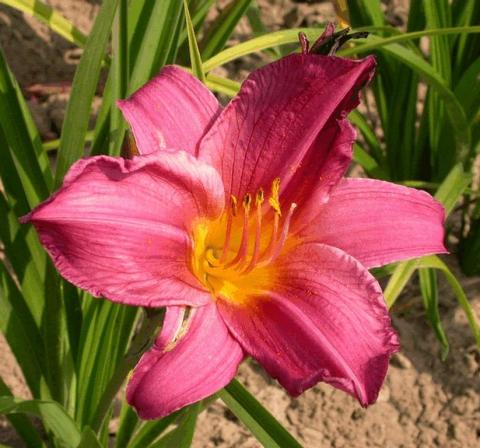 Hemerocallis hybride 'Summer Wine'