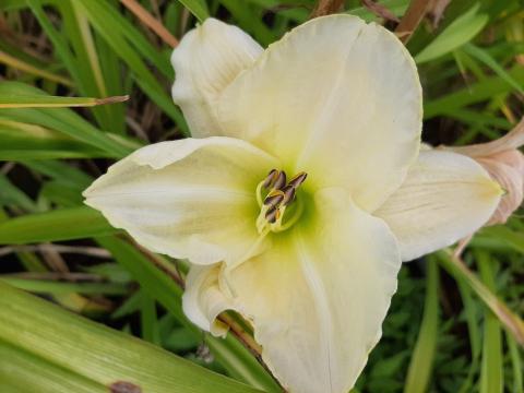 Hemerocallis hybride 'White Temptation'