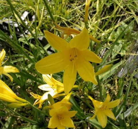 Hemerocallis lilioasphodelus