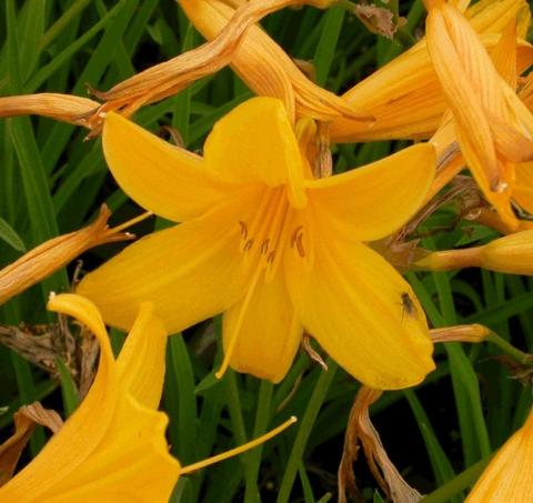 Hemerocallis middendorfii