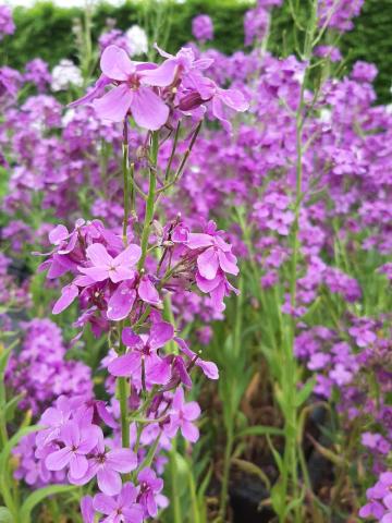 Hesperis matronalis