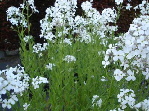 Hesperis matronalis 'Alba'