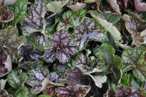 Heuchera hybride 'Beauty Color'