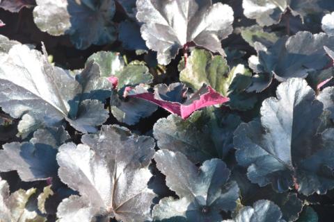 Heuchera hybride 'Black Pearl'