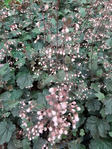 Heuchera hybride 'Can Can'