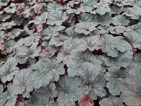 Heuchera hybride 'Cajun Fire' ®
