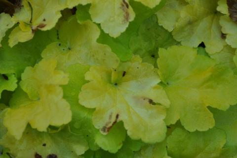 Heuchera hybride 'Citronelle' ®