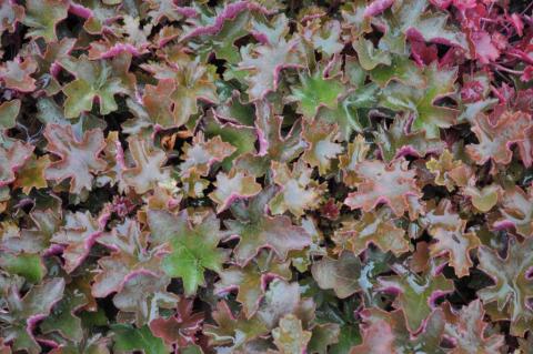 Heuchera hybride 'Chocolate Ruffles' (PBR)